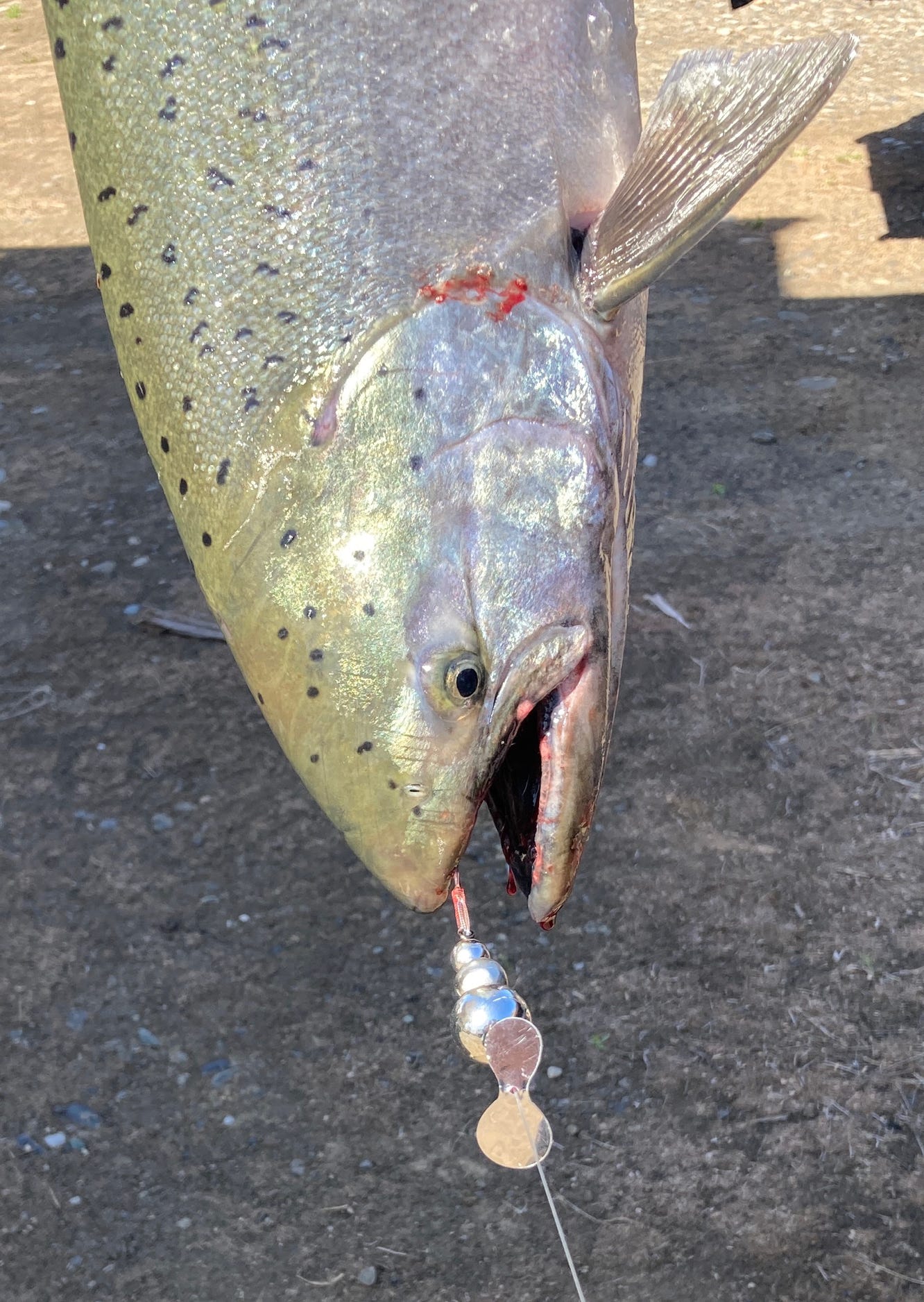 Kokanee Salmon Tackle, Fishing Hooks, Shrimp Lures, Baits